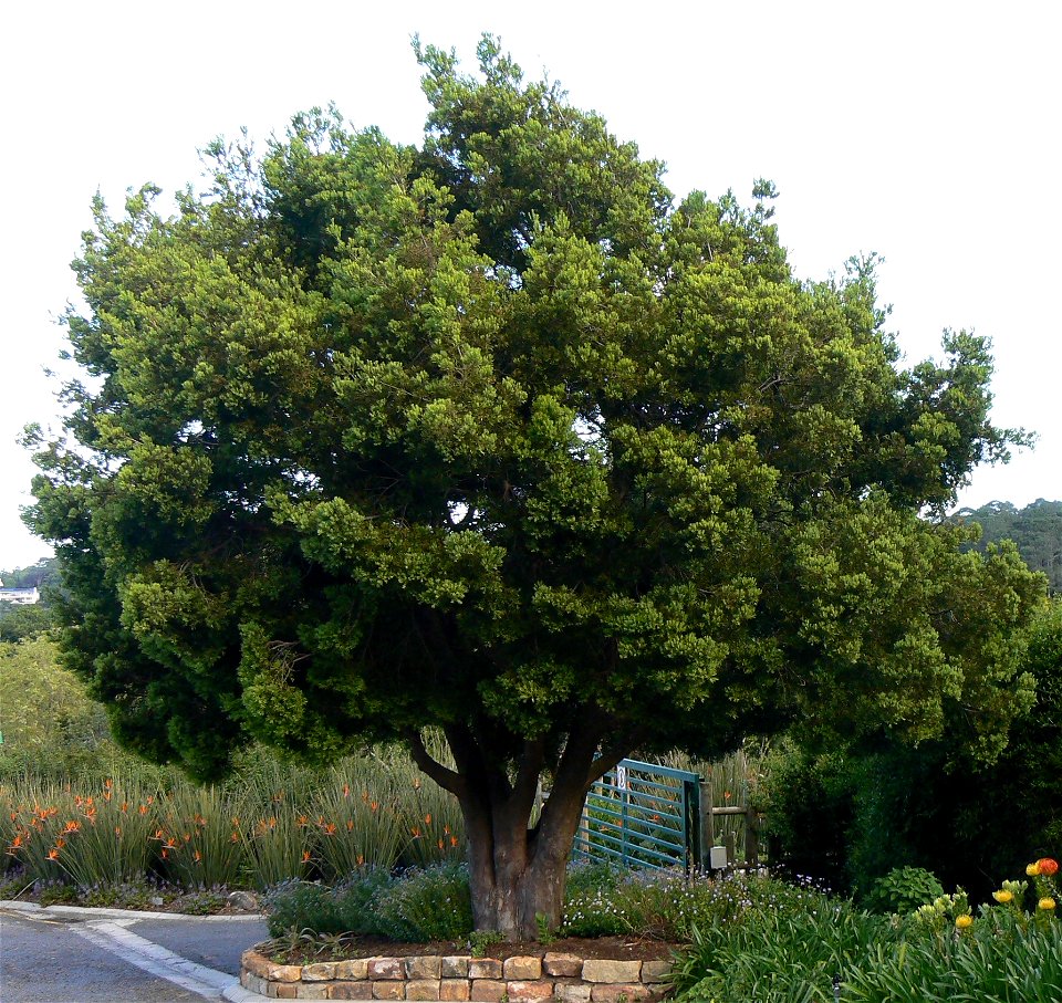 A medium sized Afrocarpus falcatus. Also known as Outeniqua Yellowwood. Photo taken on the lower slopes of Table Mountain.