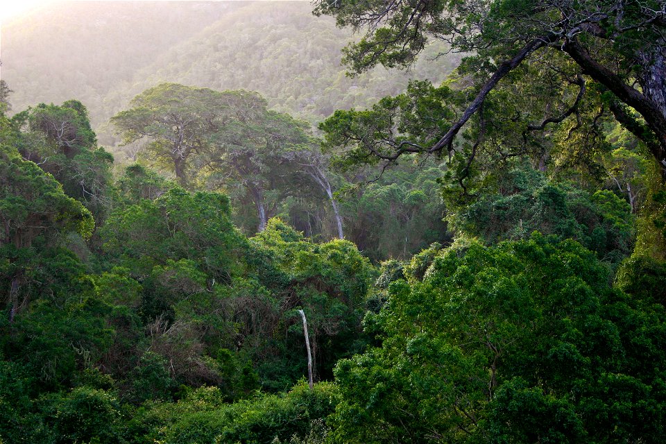 Afromontane forest at Nature's Valley, Southern Cape, South Africa. Large trees in image are Yellowwood (Afrocarpus falcatus=Podocarpus falcatus)