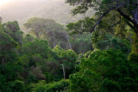 Afromontane forest at Nature's Valley, Southern Cape, South Africa. Large trees in image are Yellowwood (Afrocarpus falcatus=Podocarpus falcatus)