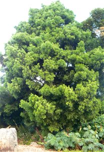 A medium sized Outeniqua Yellowwood tree or Afrocarpus falcatus. Photo taken in Cape Town.