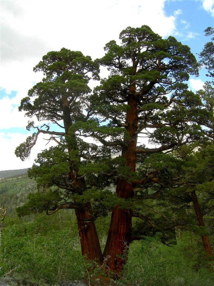 Juniperus occidentalis subsp. australis, eastern Sierra Nevada, Rock Creek Canyon, California.