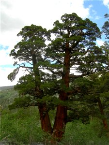 Juniperus occidentalis subsp. australis, eastern Sierra Nevada, Rock Creek Canyon, California. photo