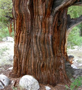 Juniperus occidentalis var. australis, eastern Sierra Nevada, Rock Creek Canyon, California. photo