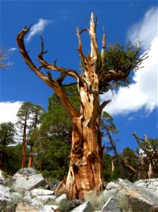 Sierra Juniper Juniperus occidentalis, eastern Sierra Nevada, Rock Creek Canyon, California. photo