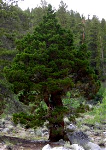 Juniperus occidentalis var. australis, eastern Sierra Nevada, Rock Creek Canyon, California.
