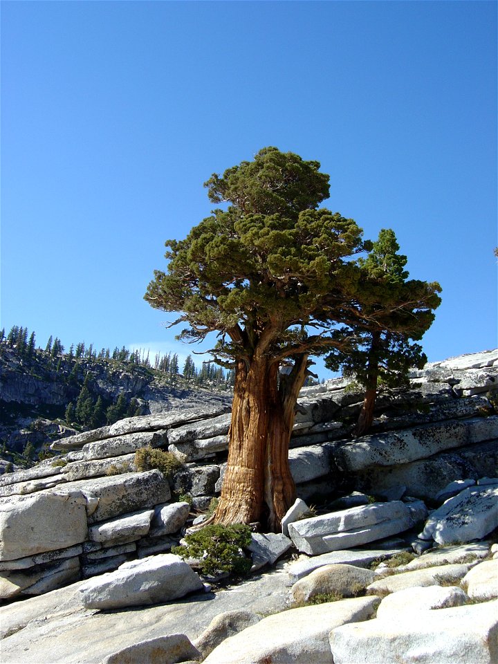 Sierra Juniper, Juniperus occidentalis, at Olmsted Point, Yosemite National Park