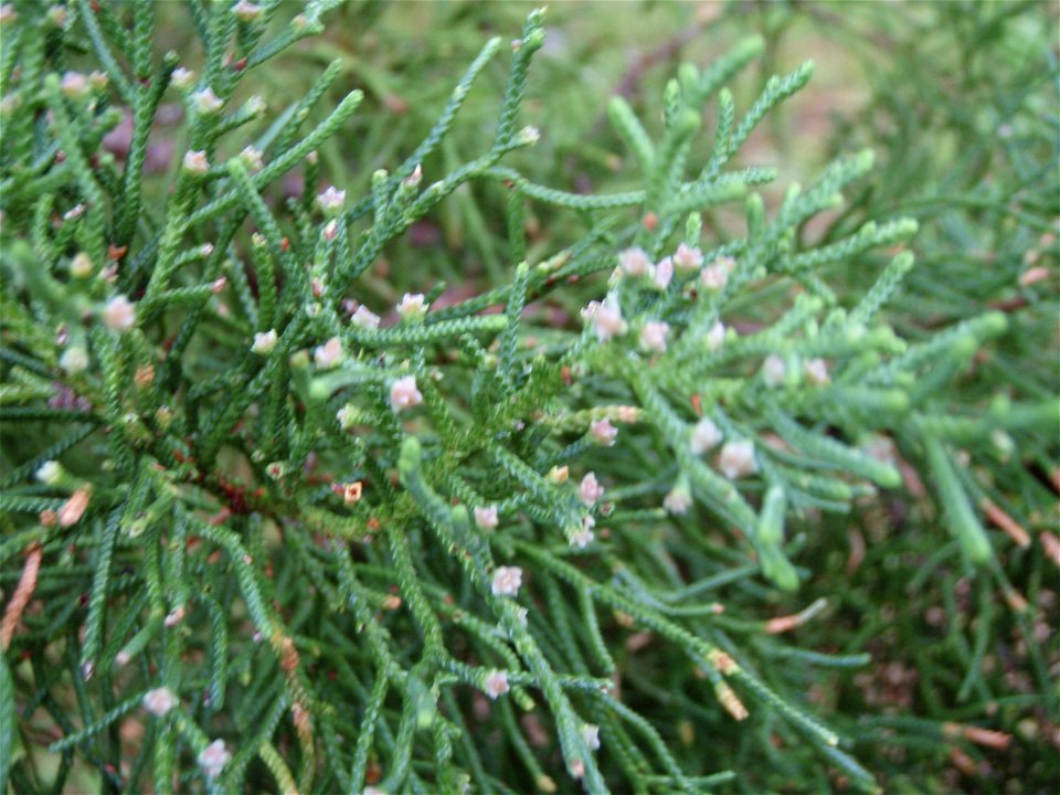 Bermuda Cedar (juniperus bermudiana) - female.  Photo taken 2010-03-13 Paget Marsh Paget Parish, Bermuda.
