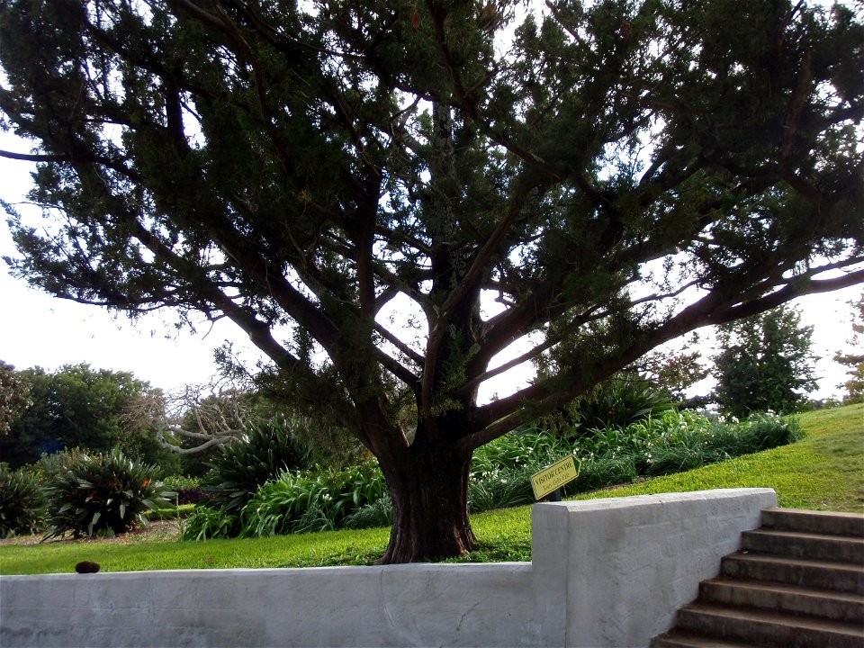 Bermuda Cedar (Juniperus bermdiana) - no pruning evident.  Photo taken 2010-01-24 by stairs to Visitors Centre in Botanical Gardens, Paget Parish, Bermuda.