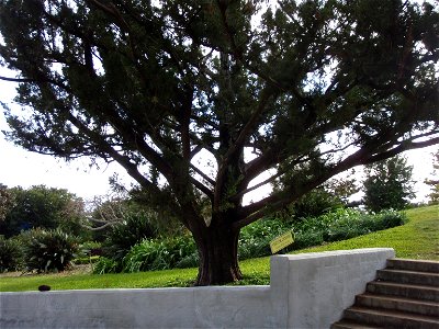 Bermuda Cedar (Juniperus bermdiana) - no pruning evident. Photo taken 2010-01-24 by stairs to Visitors Centre in Botanical Gardens, Paget Parish, Bermuda. photo