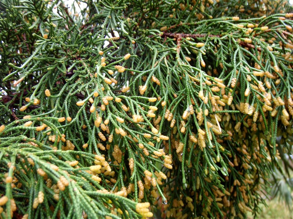 Bermuda Cedar (Juniperus bermudiana) - male.  Photo taken 2010-03-13 Paget Marsh Paget Parish, Bermuda.