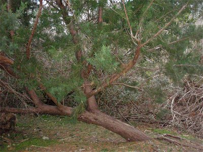 Bermuda Cedar (Juniperus bermudiana), photo taken Stokes Point St. George's Parish, Bermuda. Photo shows that the Bermuda Cedar is resilient and can grow after being blown down as show. photo