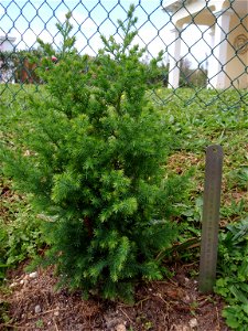 Bermuda Cedar (Juniperus bermudiana) - young tree (about one or two years old) with metric ruler showing size. Photo taken 2010-03-15 St. David's, St. George's Parish, Bermuda. photo