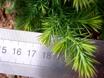 Bermuda Cedar (Juniperus bermudiana) - young tree (about one or two years old same tree as image Bermuda Cedar-05.JPG) with metric ruler showing needle size lower branches. Photo taken 2010-03-15 St. photo