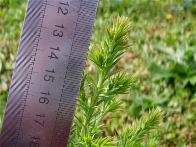 Bermuda Cedar (Juniperus bermudiana) - young tree (about one or two years old same tree as image Bermuda Cedar-05.JPG) with metric ruler showing needle size at the top. Photo taken 2010-03-15 St. Dav photo