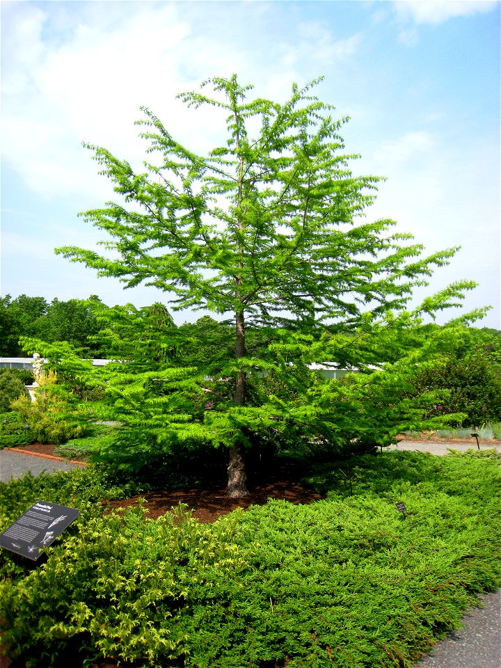 Pseudolarix amabilis, in the Tower Hill Botanic Garden, Boylston, Massachusetts, USA.