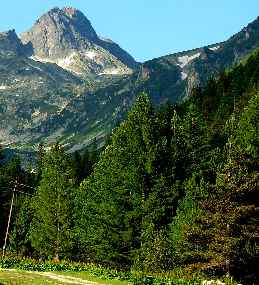 Pinus peuce in native environment, Maliovitsa, Rila Mts., Bulgaria. Photo 42°12'31"N 23°23'17"E, 1720 m altitude.