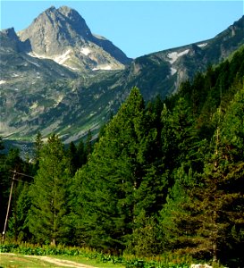 Pinus peuce in native environment, Maliovitsa, Rila Mts., Bulgaria. Photo 42°12'31"N 23°23'17"E, 1720 m altitude.