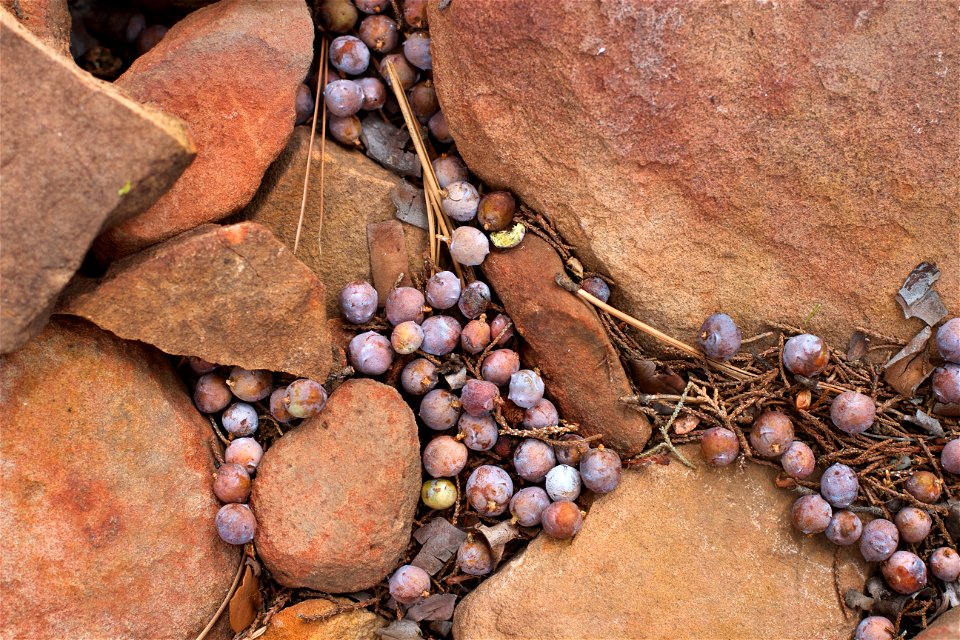 A mega year for juniper berries