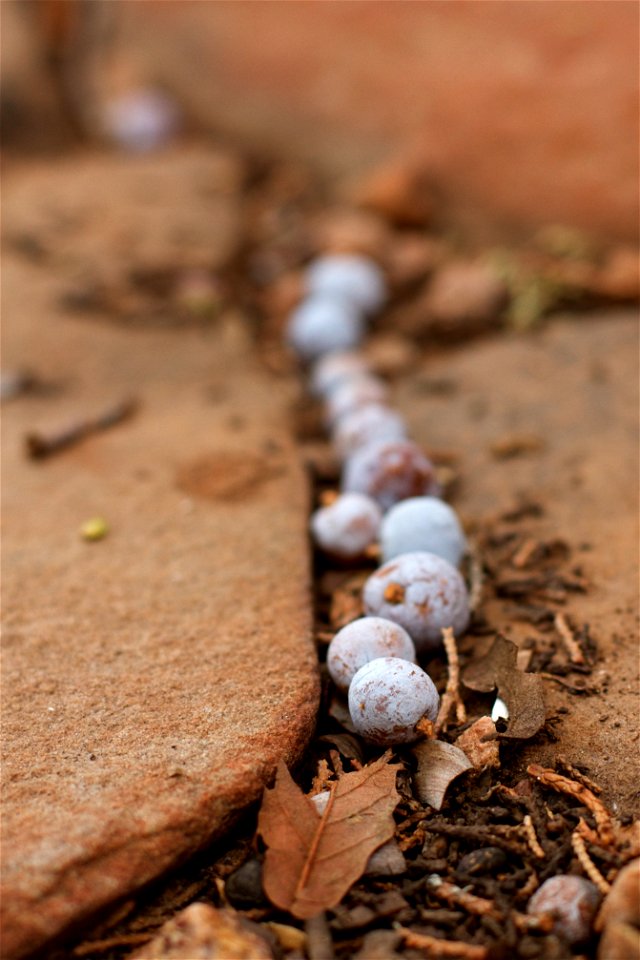 Fall in Line, Junipers