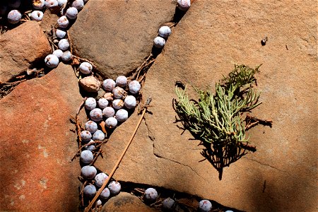 Berries and Sandstone