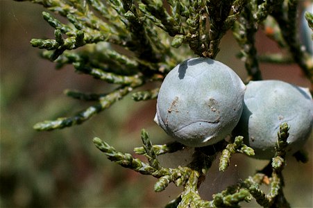 I am never failed to be amused by what I see as facial details in these juniper berries.
What a sourpuss!