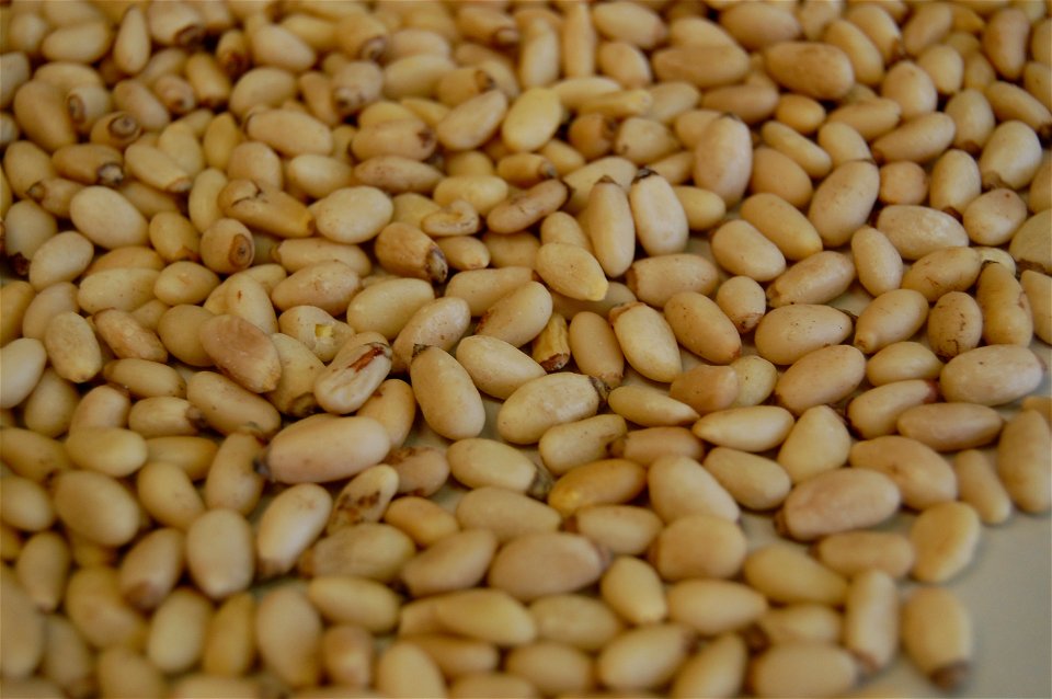 Shelled pine nuts Pinus armandii