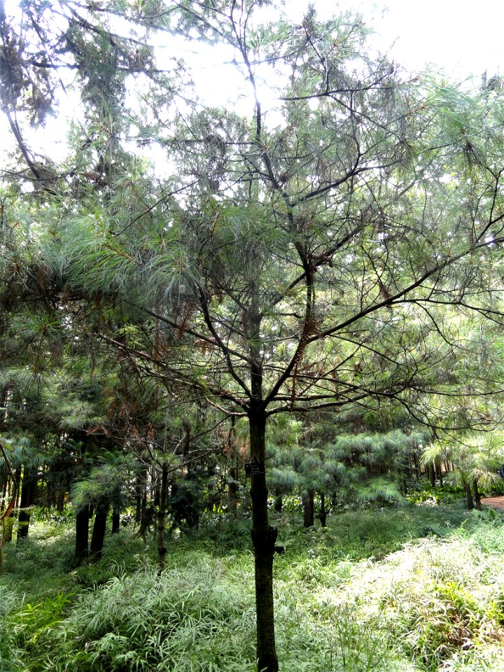 Plant specimen in the Kunming Botanical Garden, Kunming, Yunnan, China.