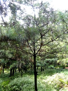 Plant specimen in the Kunming Botanical Garden, Kunming, Yunnan, China.