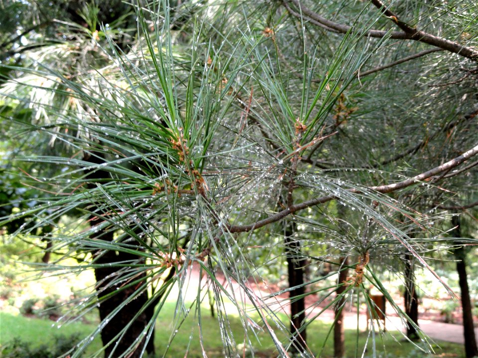 Plant specimen in the Kunming Botanical Garden, Kunming, Yunnan, China.