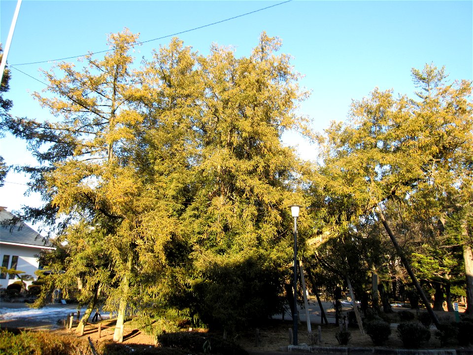An old Torreya Nut Tree (Torreya Nucifera) at Nagoya Castle is located close to the Nishinomaru-enokida Gate to the north. Its height is 16 metres and eight metres at the base. It is over 600 years ol