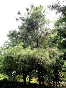 Plant specimen in the Kunming Botanical Garden, Kunming, Yunnan, China.