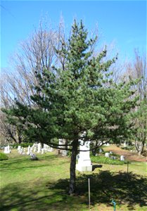 Pinus parviflora, Mount Auburn Cemetery, Cambridge, Massachusetts, USA.