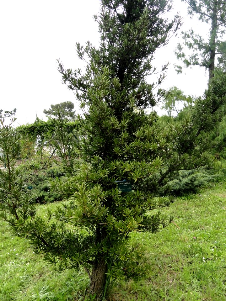 Podocarpus elatus specimen in the Jardin botanique de la Villa Thuret, Antibes Juan-les-Pins, Alpes-Maritimes,France.