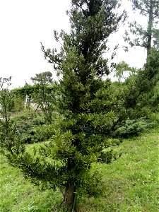 Podocarpus elatus specimen in the Jardin botanique de la Villa Thuret, Antibes Juan-les-Pins, Alpes-Maritimes,France. photo