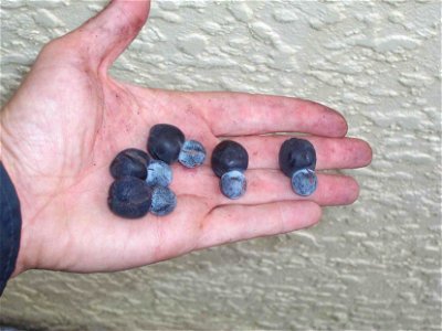 Podocarpus elatus cones; hand of Peter Woodard photo