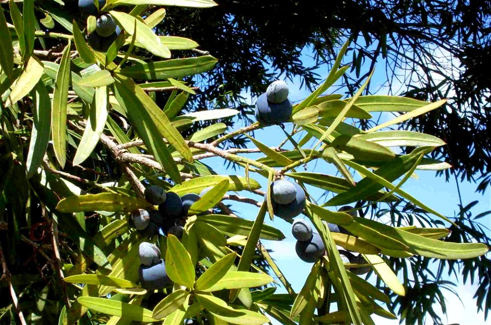 Podocarpus elatus foliage & cones. Chatswood West, NSW, Australia