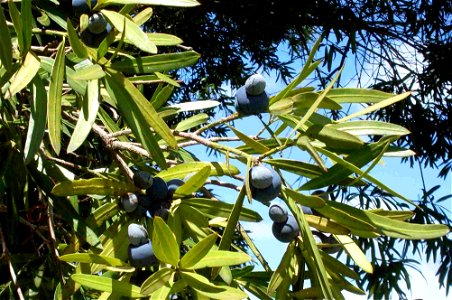 Podocarpus elatus foliage & cones. Chatswood West, NSW, Australia