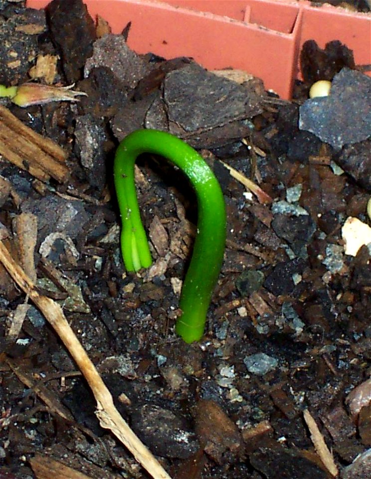 Podocarpus elatus, germinating