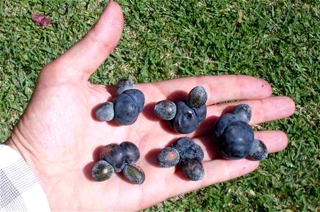 Podocarpus elatus. 'Naked' seeds on fleshy seed stalks (receptacles). Unusual example of two receptacles joined together. Baldry Street, Chatswood, hand of Peter Woodard