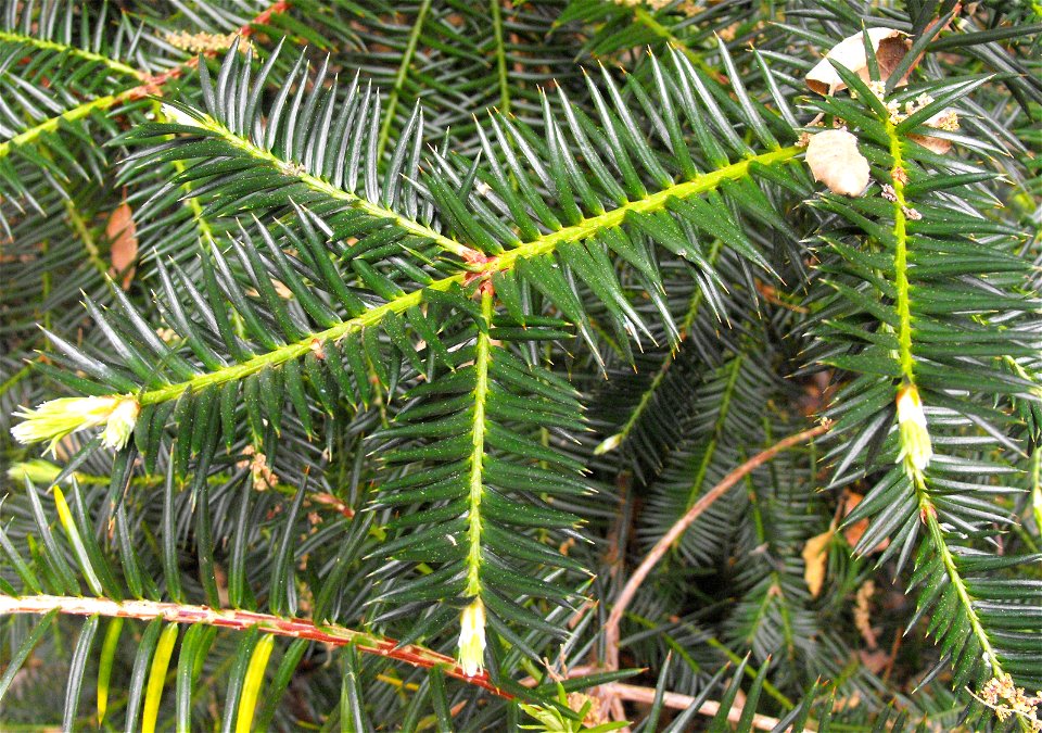 Torreya californica at Rancho Santa Ana Botanic Garden in Claremont, California, USA. Identified by sign.