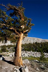Foxtail pine Pinus balfouriana in the Sierra Nevada Mountains of California
