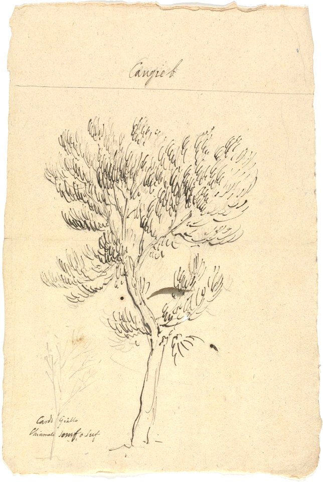 Juniperus Procera title QS:P1476,en:"Juniperus Procera "
label QS:Len,"Juniperus Procera "