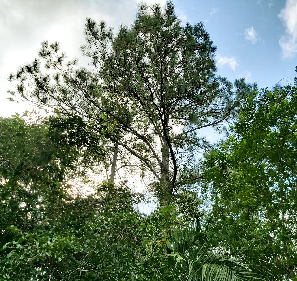 Pinus caribaea, Candelaria, Pinar del Río, Cuba