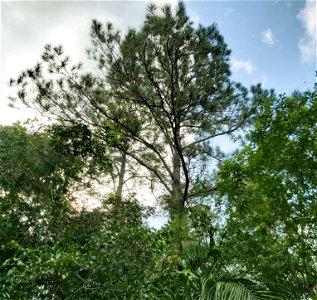 Pinus caribaea, Candelaria, Pinar del Río, Cuba