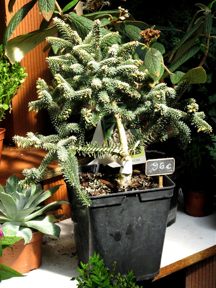 Bonsai of Abies pinsapo in a garden centre