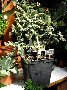 Bonsai of Abies pinsapo in a garden centre photo