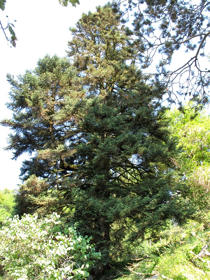 Abies pinsapo in the botanical garden of la Jaÿsinia in Samoëns (Haute-Savoie, France). Identified by its botanic label.
