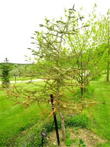 Abies pinsapo, in Tower Hill Botanic Garden, Boylston, Massachusetts, USA.