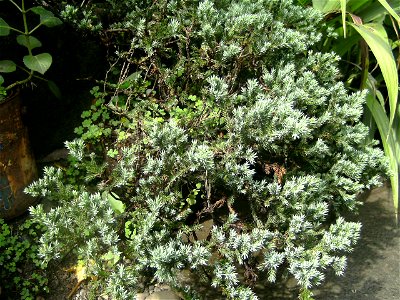 Cultivated Juniperus squamata