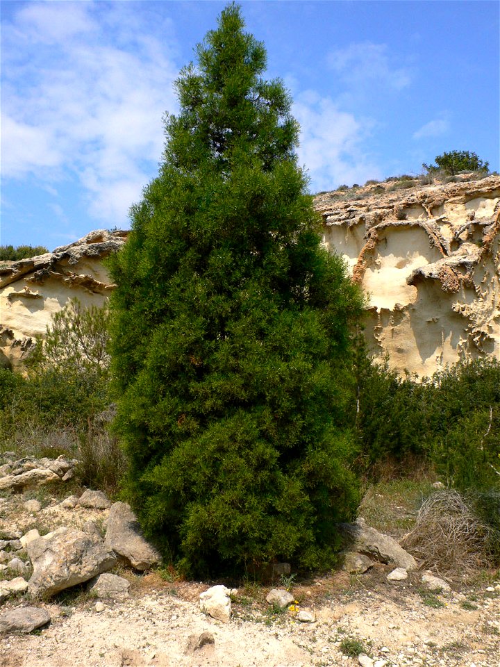 Tetraclinis articulata de repoblación en las Canteras romanas de Cartagena (Spain)